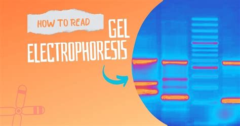 visualizing gel electrophoresis results|How To Read & Interpret Gel Electrophoresis .